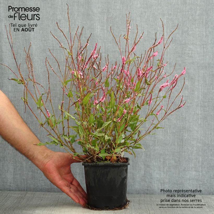 Persicaria amplexicaulis Pink Elephant - Mountain Fleece 1.5L/2L pot sample as delivered in summer