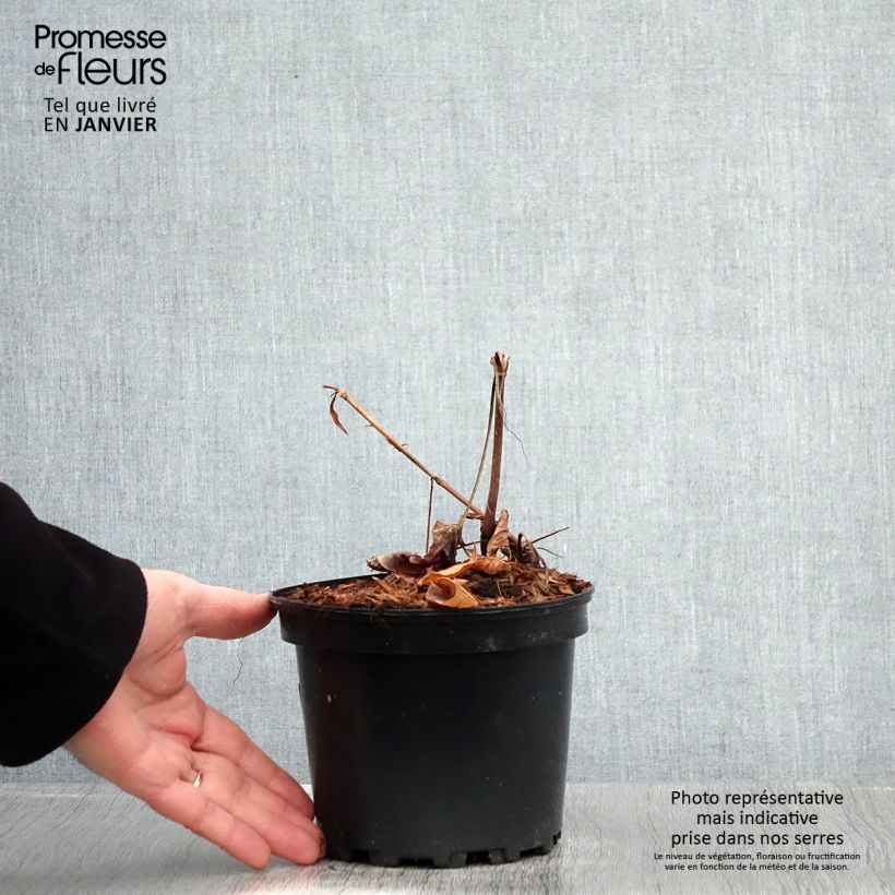 Persicaria amplexicaulis Rosea - Mountain Fleece 2L/3L pot sample as delivered in winter