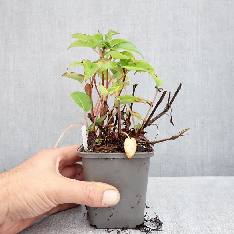 Persicaria amplexicaulis var. pendula - Mountain Fleece 8/9 cm pot sample as delivered in autumn