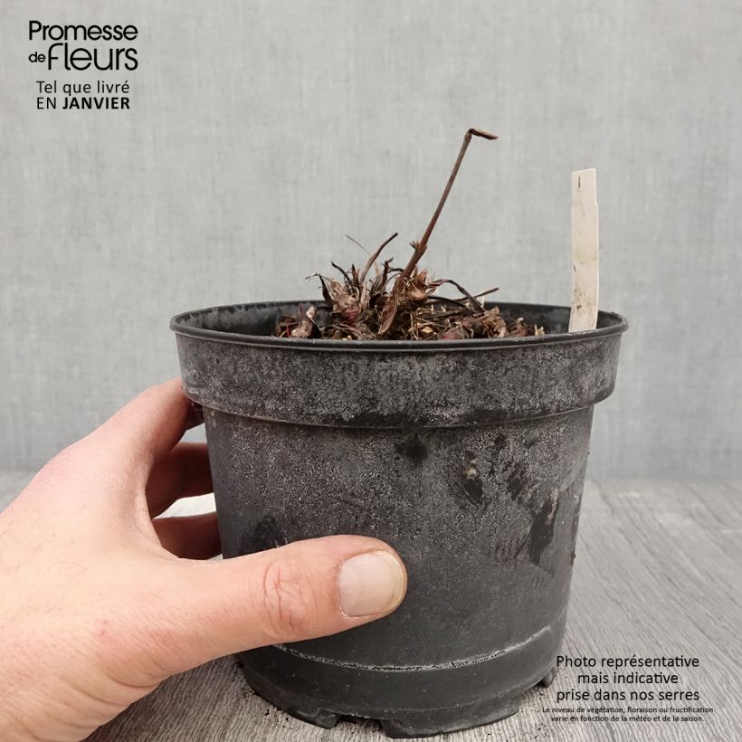 Persicaria bistorta Superba - Bistort 2L/3L pot sample as delivered in winter