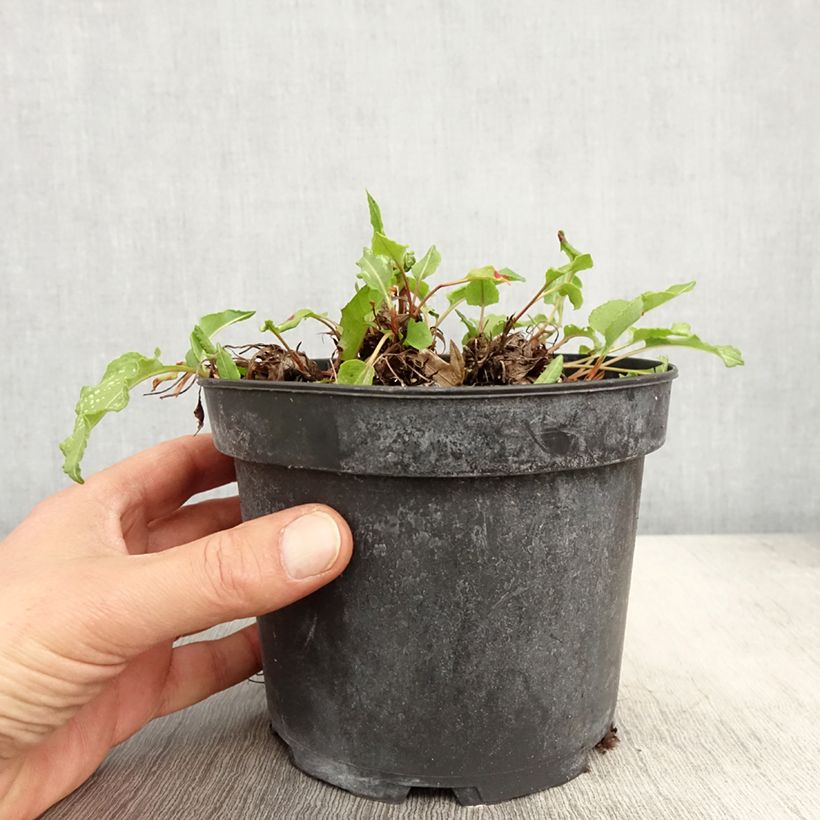 Persicaria bistorta Superba - Bistort 2L/3L pot sample as delivered in spring