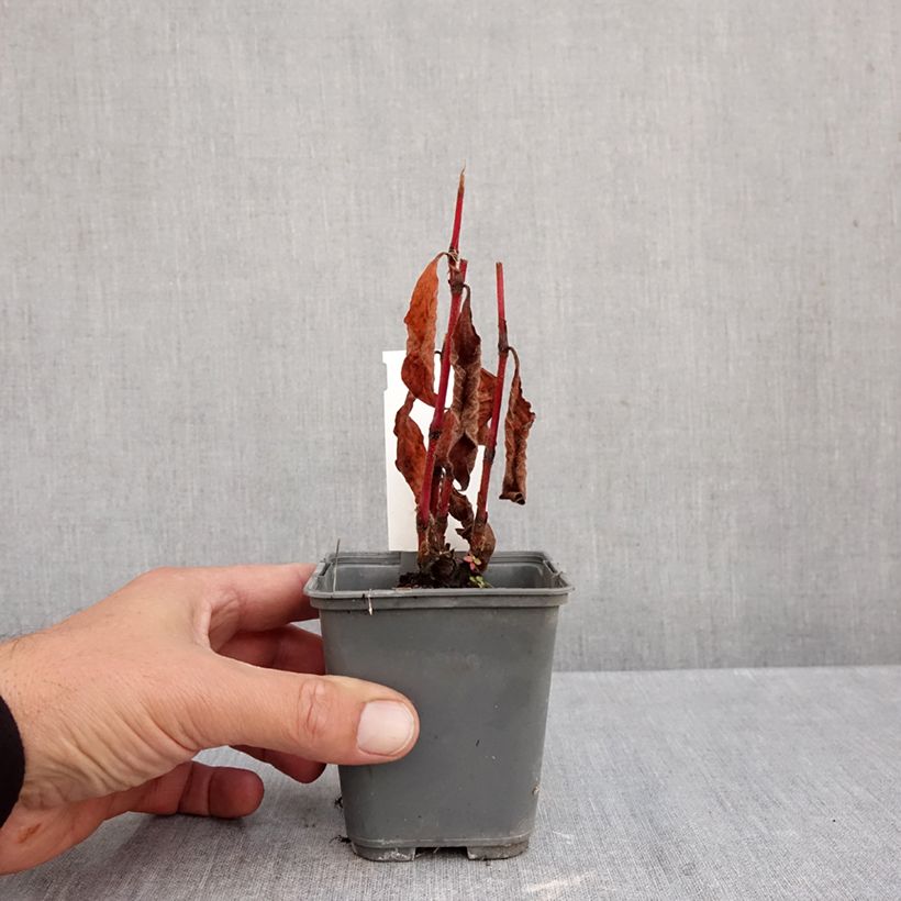 Persicaria virginiana var. filiformis - Virginia Knotweed 8/9 cm pot sample as delivered in autumn