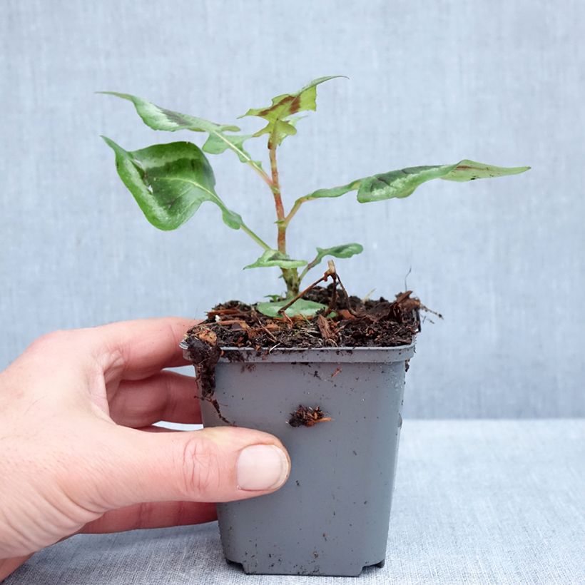 Persicaria runcinata Purple Fantasy - Knotweed 8/9 cm pot sample as delivered in autumn