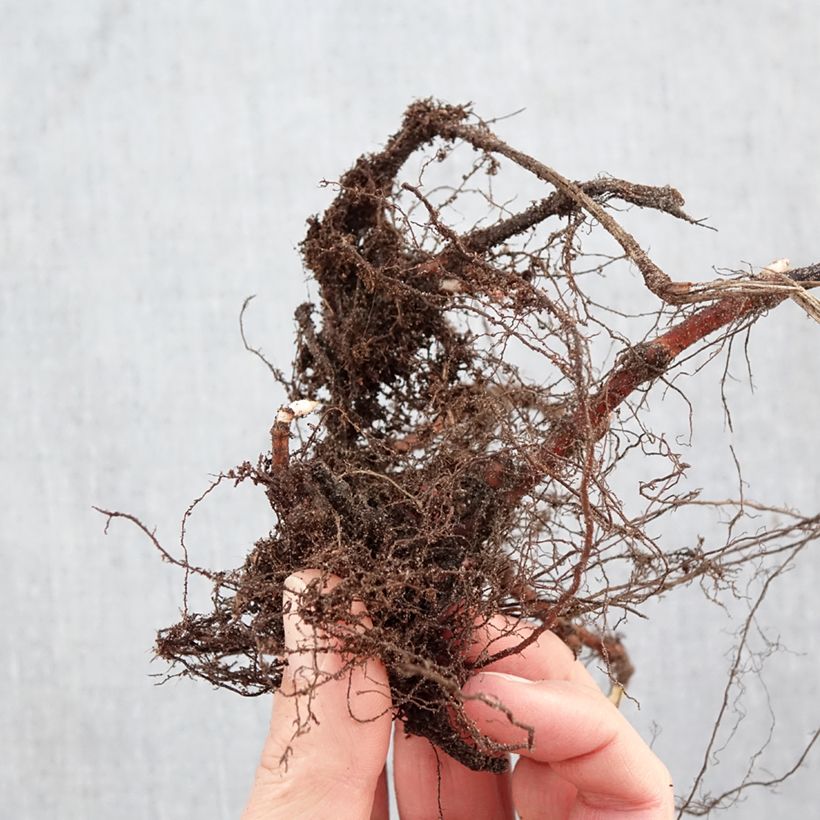 Persicaria runcinata Purple Fantasy - Knotweed Bare root sample as delivered in winter