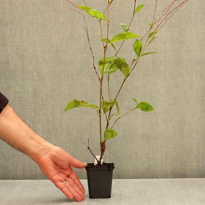 Persicaria virginiana Lance Corporal - Virginia Knotweed 8/9 cm pot sample as delivered in autumn