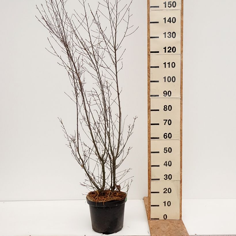 Rhamnus frangula Aspleniifolia - Alder Buckthorn 7.5L/10L pot sample as delivered in autumn