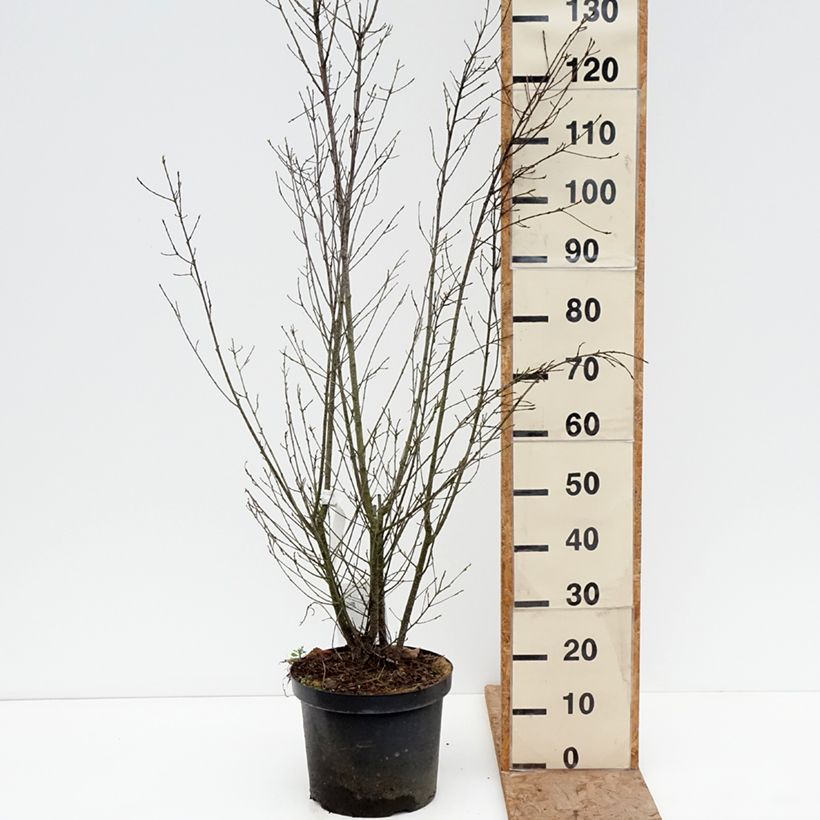 Rhamnus frangula Aspleniifolia - Alder Buckthorn 7.5L/10L pot sample as delivered in winter