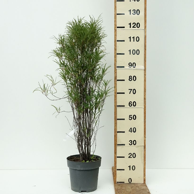 Rhamnus frangula Fine Line - Alder Buckthorn 7.5L/10L pot sample as delivered in summer