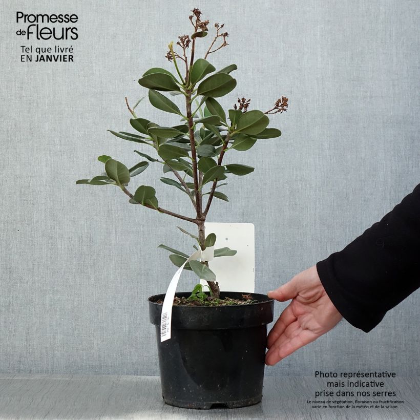 Rhaphiolepis umbellata (japonica)  3L/4L pot sample as delivered in winter