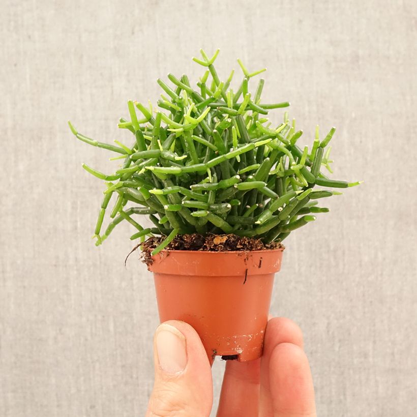 Rhipsalis baccifera - Fruiting mistletoe cactus mini plant sample as delivered in spring