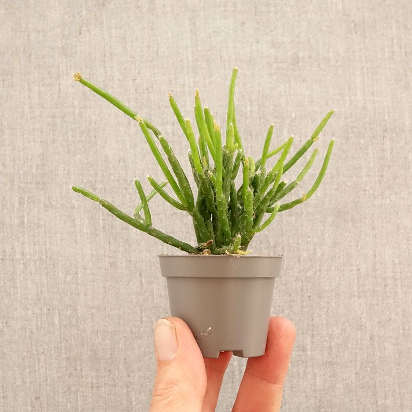 Rhipsalis burchellii - Mistletoe cactus mini plant sample as delivered in spring