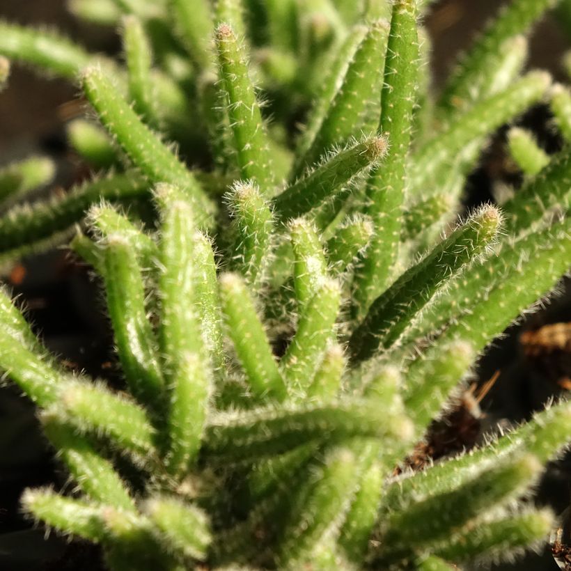 Rhipsalis baccifera subsp. horrida - mistletoe cactus (Foliage)