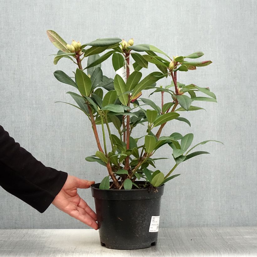 Rhododendron Alfred 4L/5L pot sample as delivered in spring