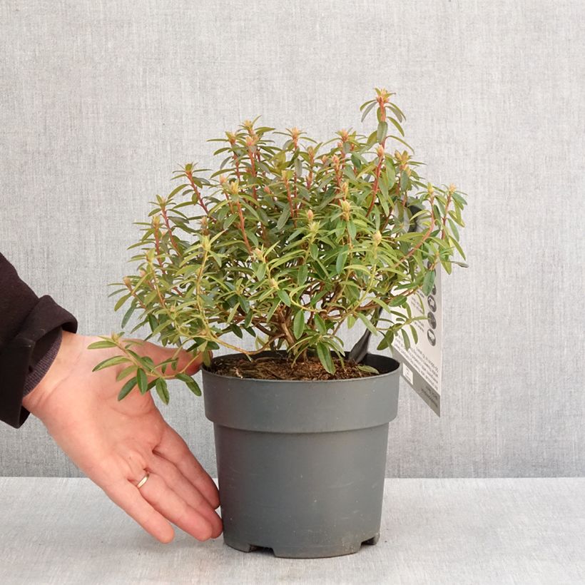 Rhododendron Arctic Tern 2L/3L pot sample as delivered in winter