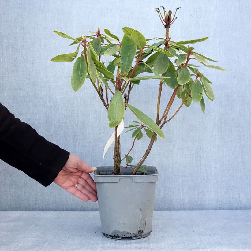 Rhododendron x yakushimanum Bernstein 4L/5L pot sample as delivered in winter