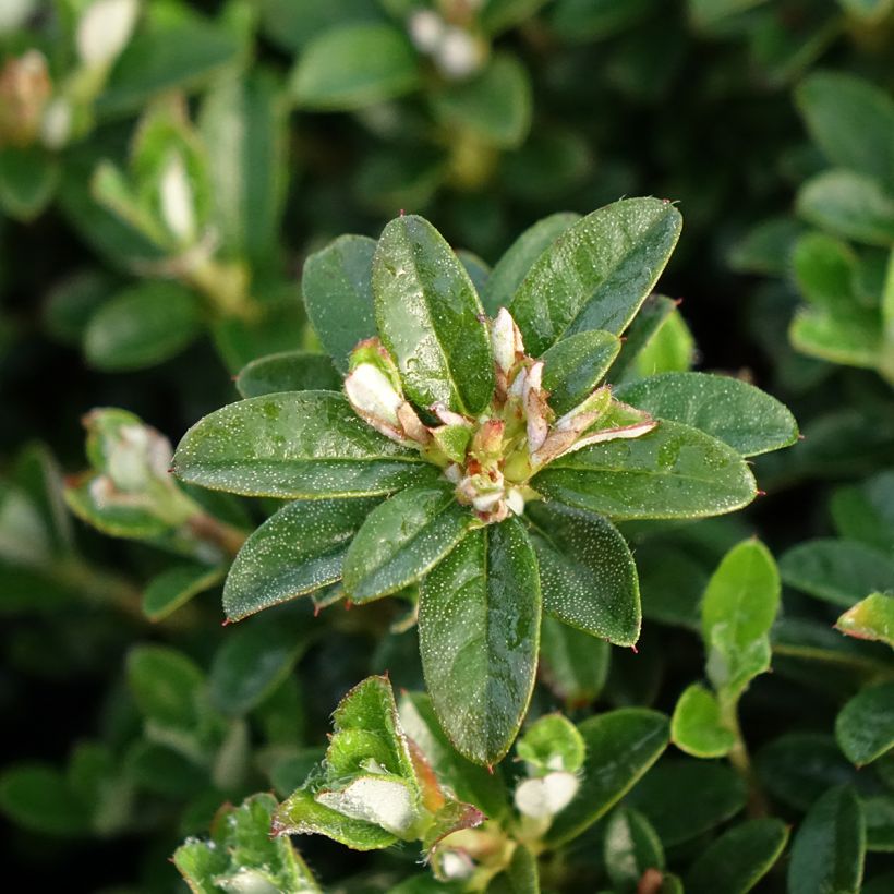 Rhododendron campylogynum Lilly Bell (Foliage)
