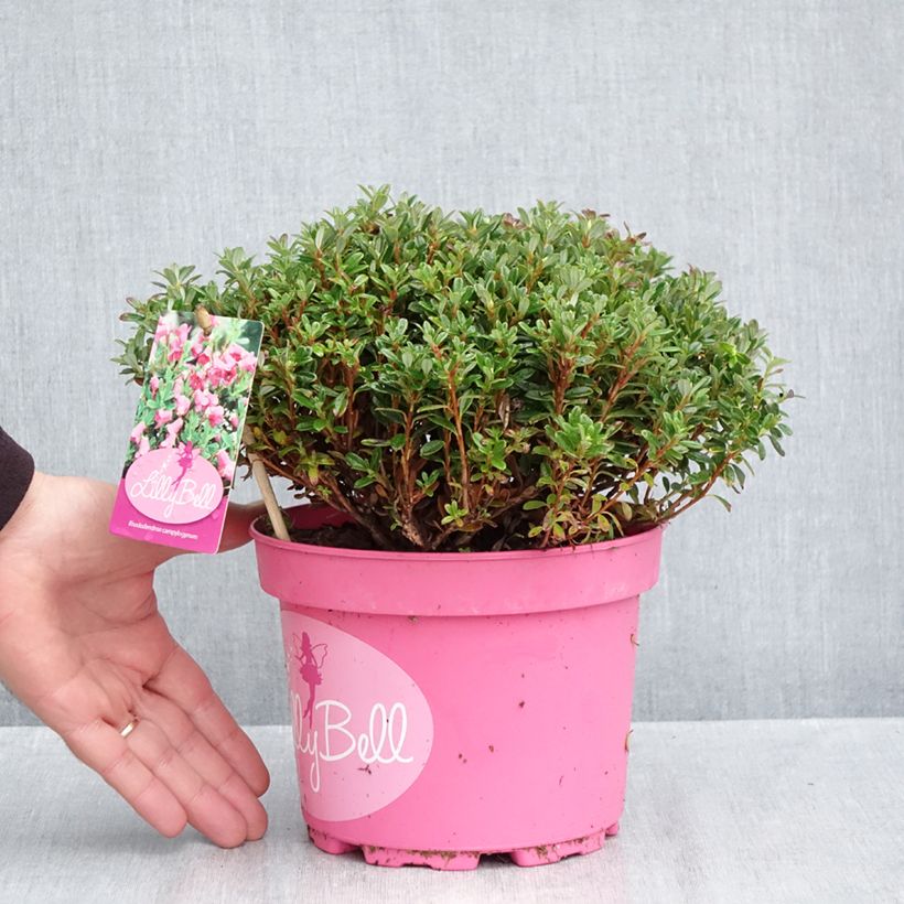 Rhododendron campylogynum Lilly Bell 3L/4L pot sample as delivered in autumn