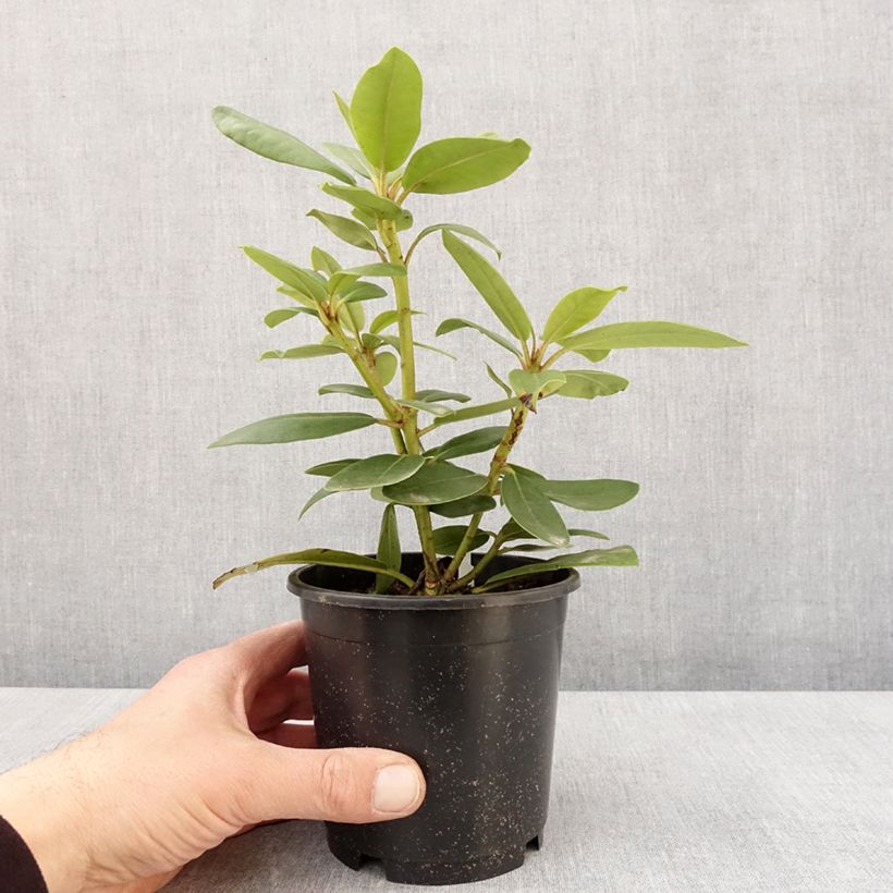Rhododendron catawbiense Boursault 12cm pot sample as delivered in spring