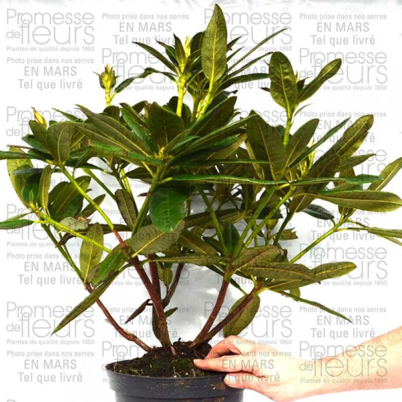 Example of Rhododendron Champagne 4L/5L pot specimen as delivered