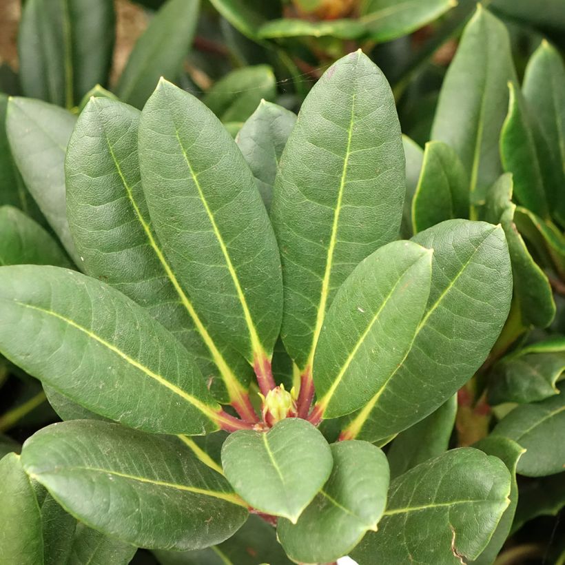 Rhododendron Château de Josselin (Foliage)
