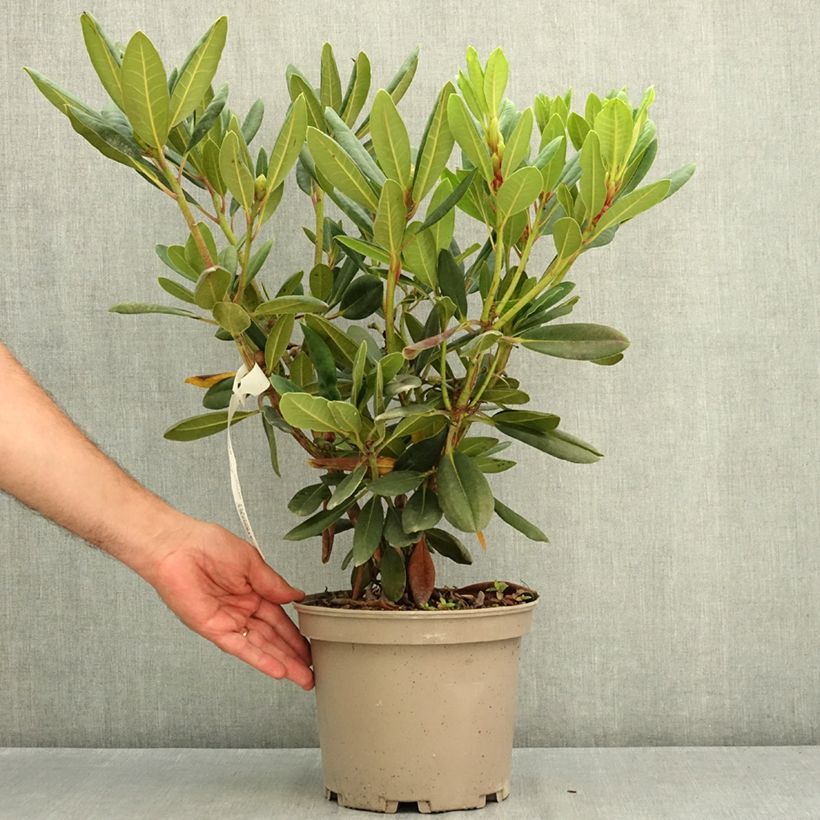 Rhododendron Château de Josselin 4L/5L pot sample as delivered in summer
