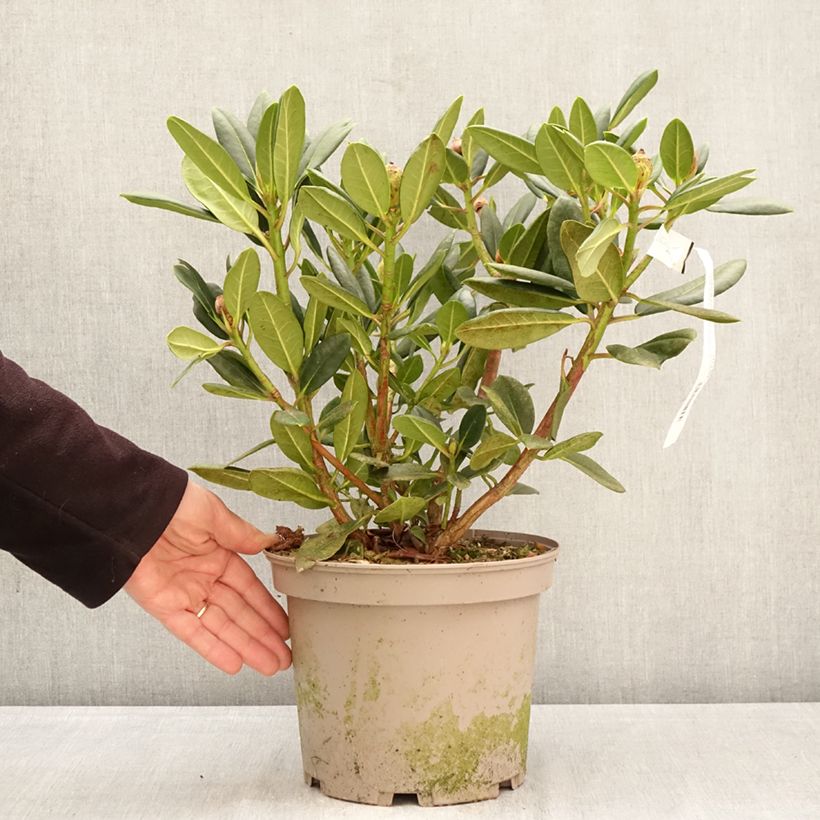Rhododendron Château de Josselin 4L/5L pot sample as delivered in spring