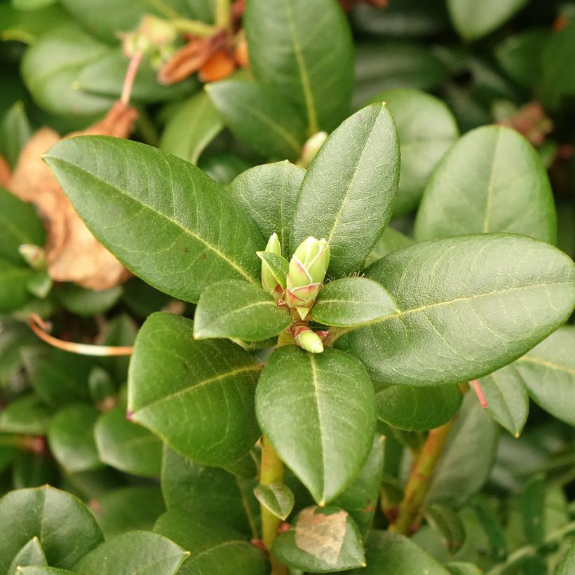 Rhododendron Cilpinense (Foliage)