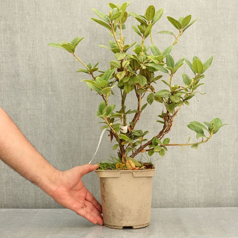 Rhododendron Cilpinense 4L/5L pot sample as delivered in summer
