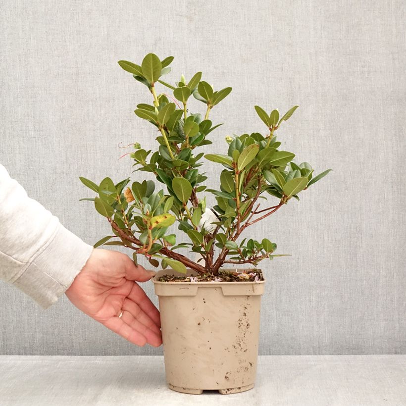 Rhododendron Cilpinense 4L/5L pot sample as delivered in spring