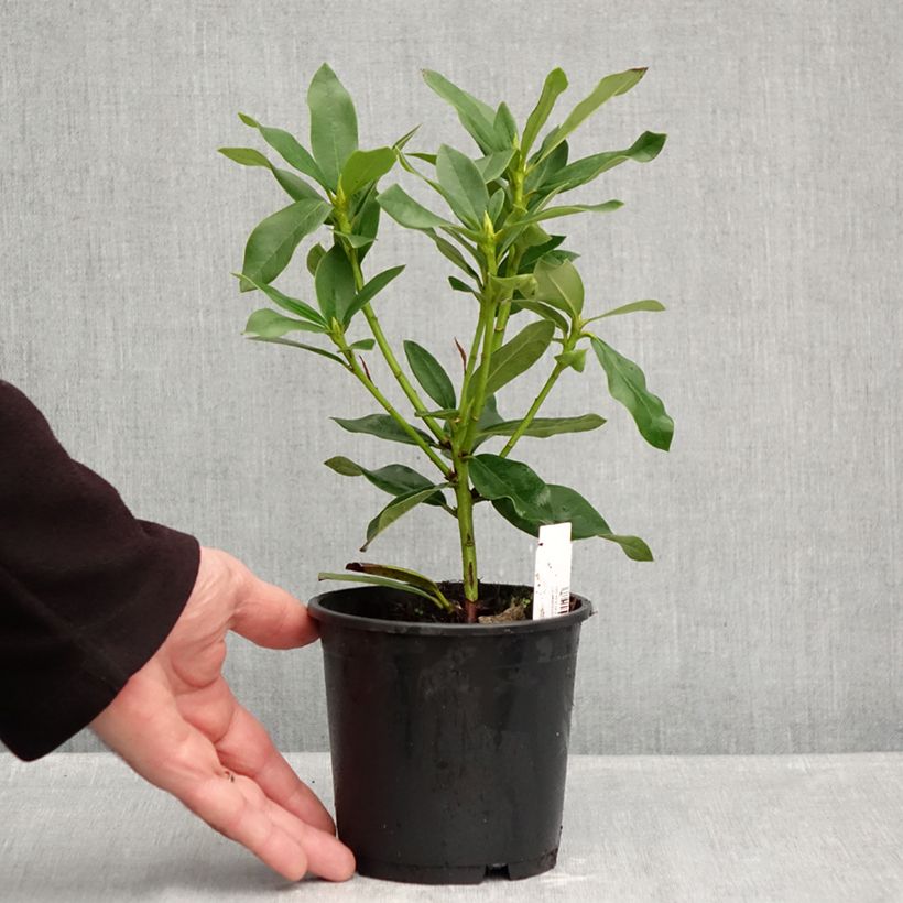 Rhododendron Cunninghams White 12cm pot sample as delivered in autumn