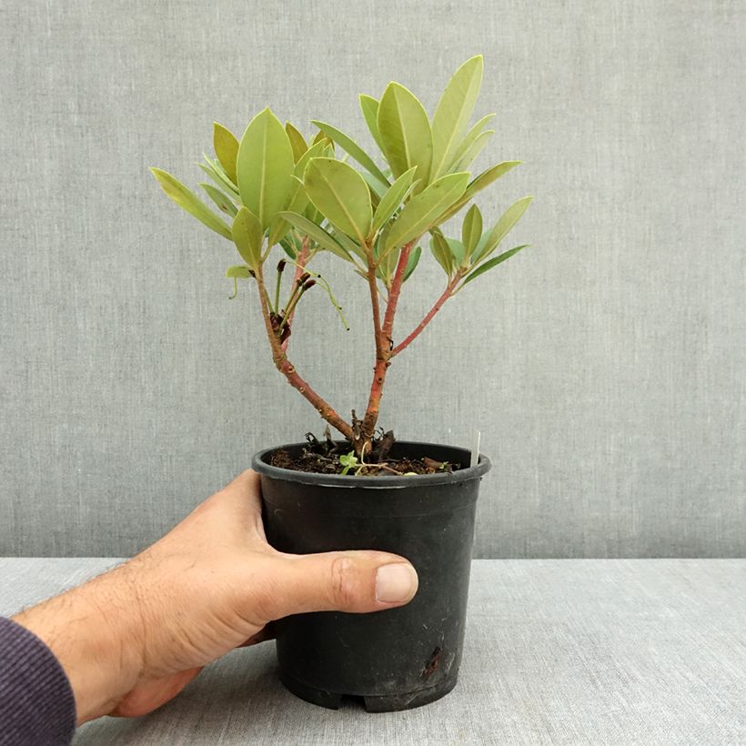 Rhododendron yakushimanum Dream Land 12cm pot sample as delivered in summer