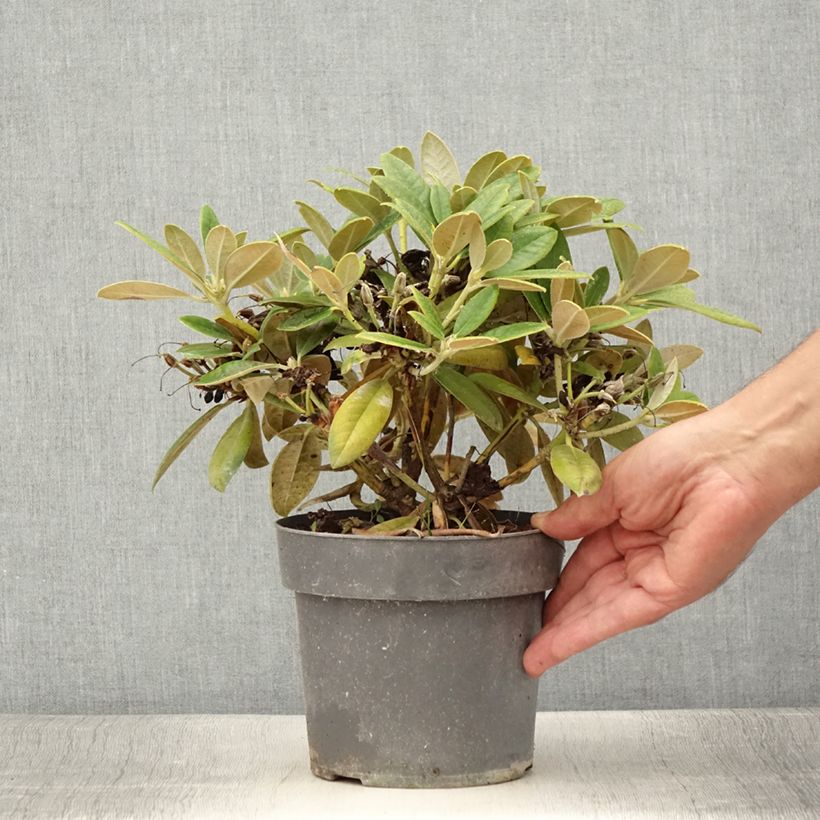 Rhododendron (x) yakushimanum Dusty Miller 2L/3L pot sample as delivered in summer