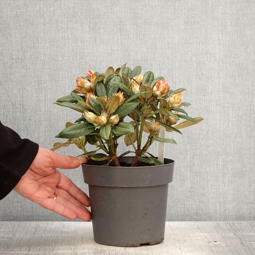 Rhododendron (x) yakushimanum Dusty Miller 2L/3L pot sample as delivered in spring