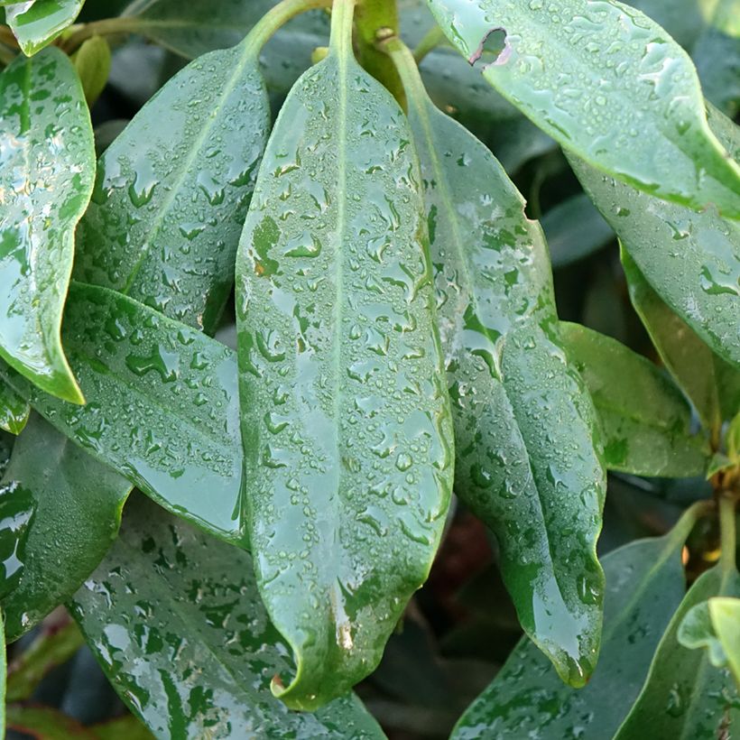 Rhododendron Easydendron Madame Masson (Foliage)