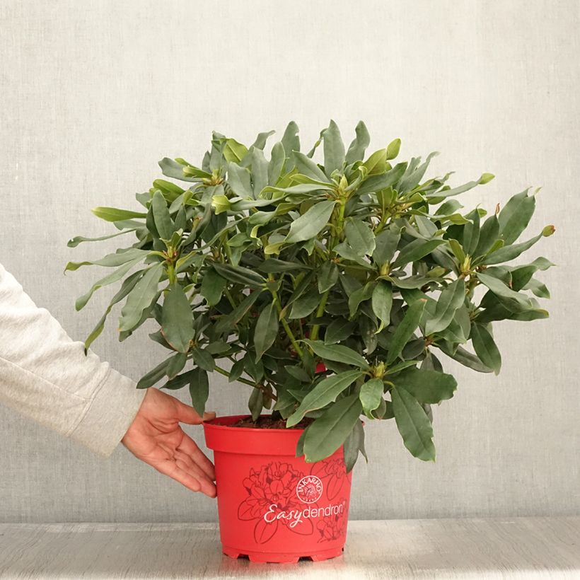 Rhododendron Easydendron Madame Masson 4L/5L pot sample as delivered in autumn