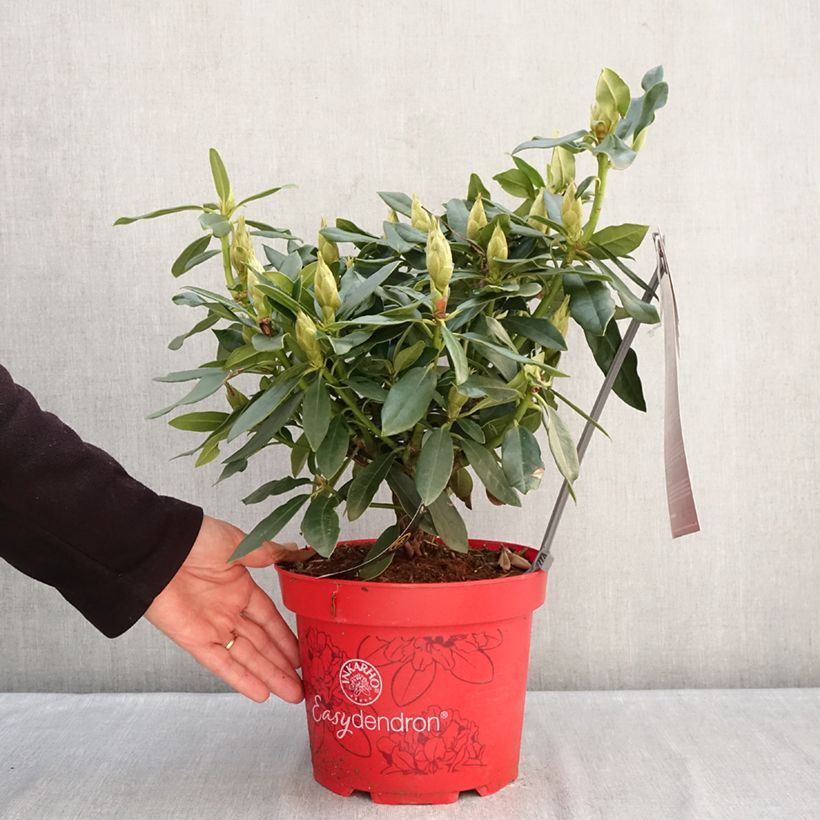 Rhododendron Easydendron Madame Masson 4L/5L pot sample as delivered in winter