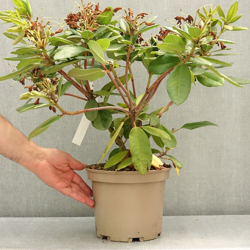 Rhododendron Eucharitis 4L/5L pot sample as delivered in spring