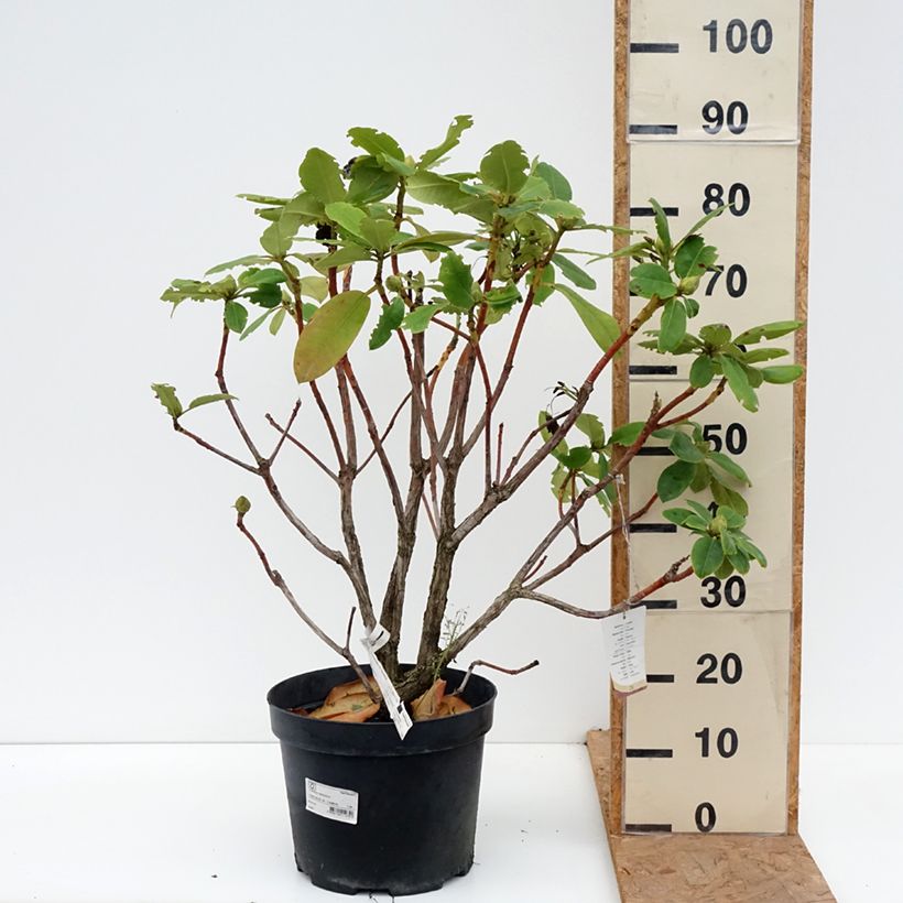 Rhododendron Germania 7.5L/10L pot sample as delivered in autumn