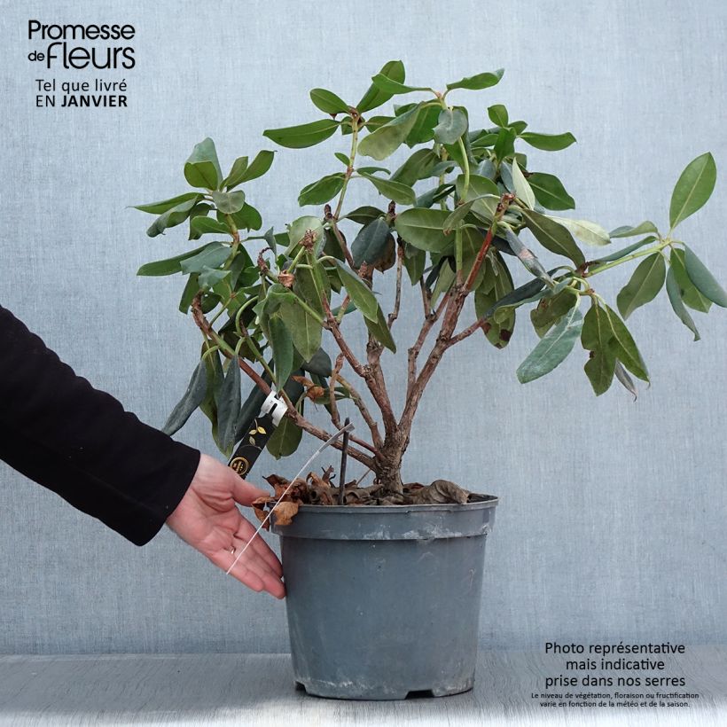 Rhododendron Gomer Waterer 7.5L/10L pot sample as delivered in winter