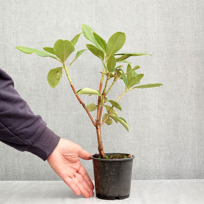 Rhododendron Gomer Waterer 12cm pot sample as delivered in autumn
