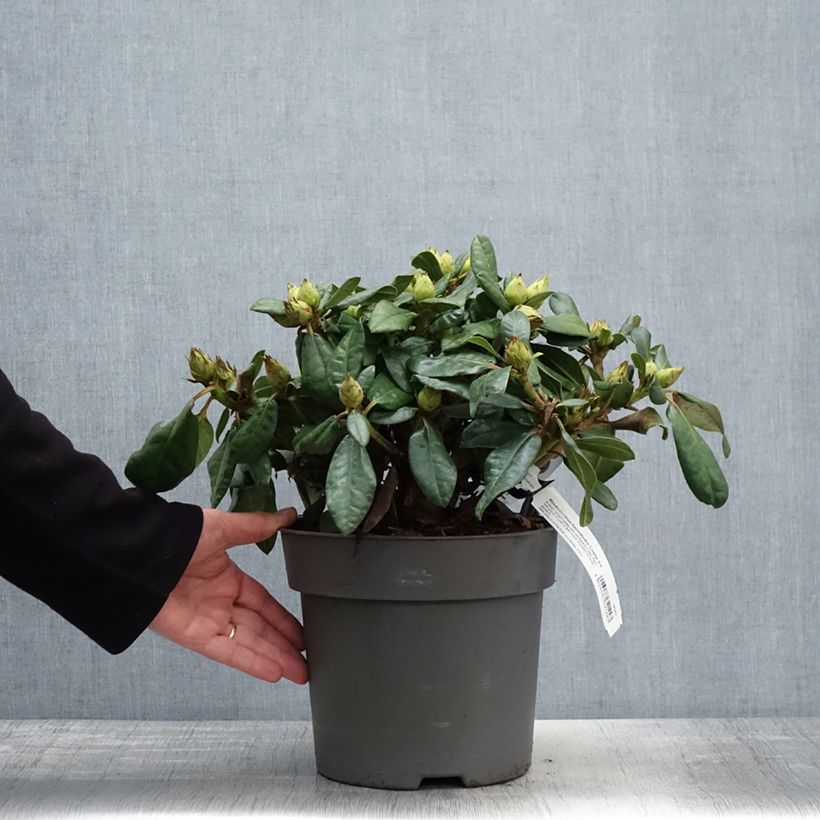 Rhododendron Lisetta 6L/7L pot sample as delivered in spring