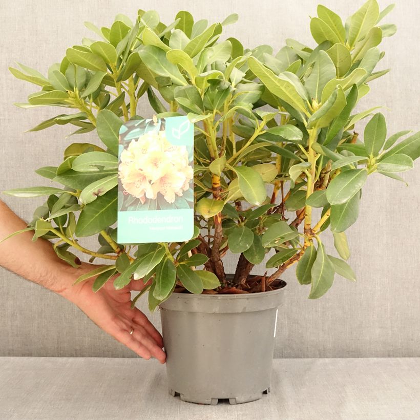 Rhododendron Horizon Monarch 4L/5L pot sample as delivered in summer