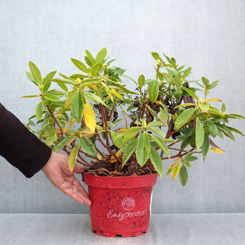 Rhododendron Belkanto Inkarho - Hybrid Rhododendron 4L/5L pot sample as delivered in autumn