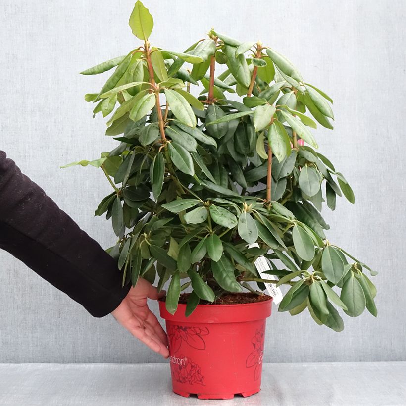 Rhododendron Easydendron English Roseum Inkarho 4L/5L pot sample as delivered in winter
