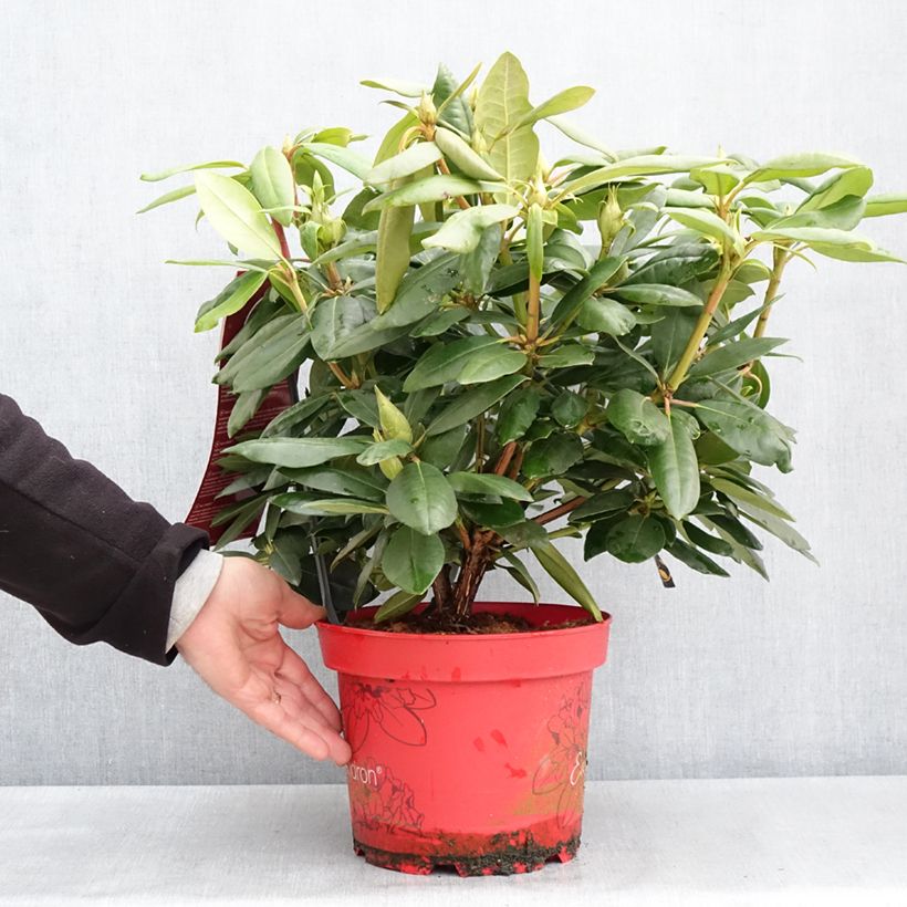 Rhododendron Easydendron English Roseum Inkarho 4L/5L pot sample as delivered in spring