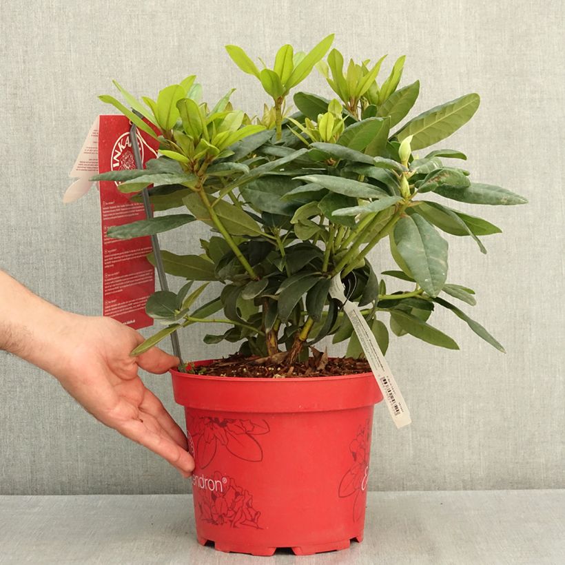 Rhododendron Catawbiense Grandiflorum Inkarho 4L/5L pot sample as delivered in summer