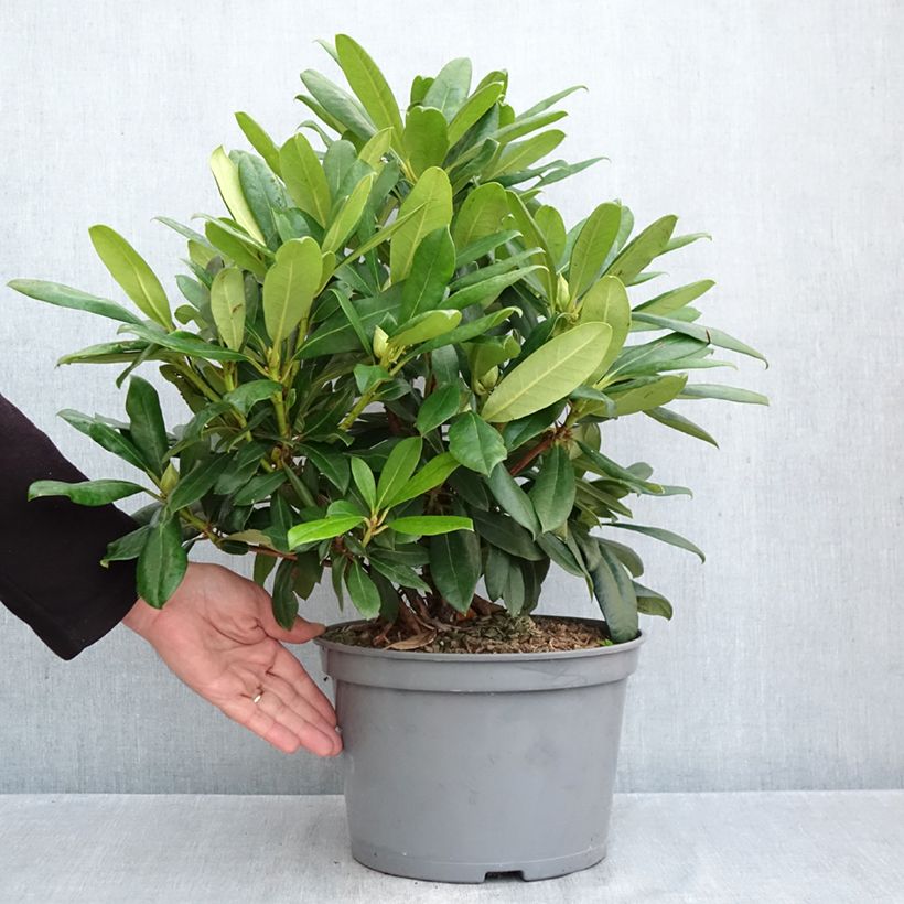 Rhododendron Orakel Inkarho 7.5L/10L pot sample as delivered in autumn