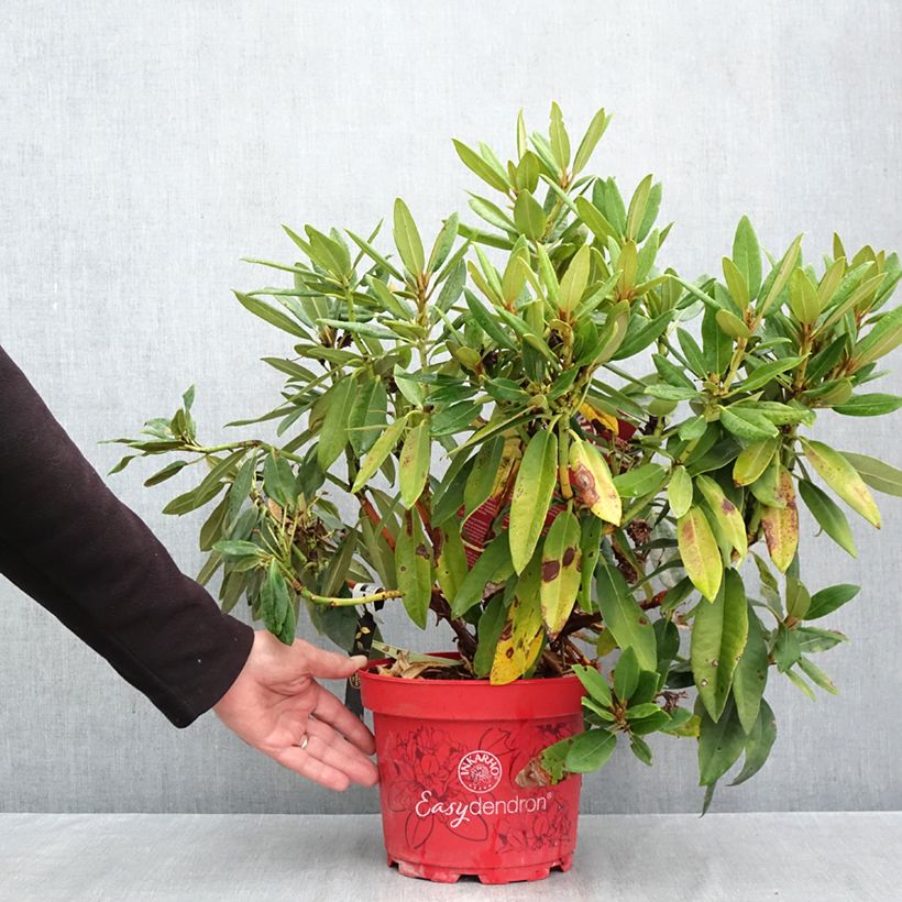 Rhododendron Easydendron Rabatz Inkarho 4L/5L pot sample as delivered in autumn