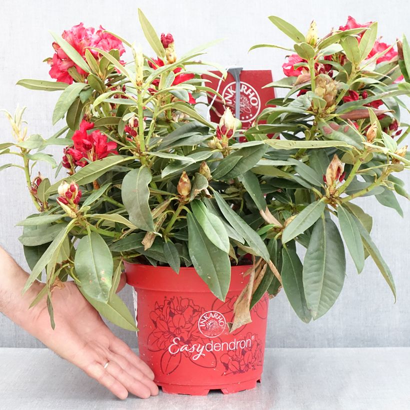 Rhododendron Easydendron Rabatz Inkarho 4L/5L pot sample as delivered in spring