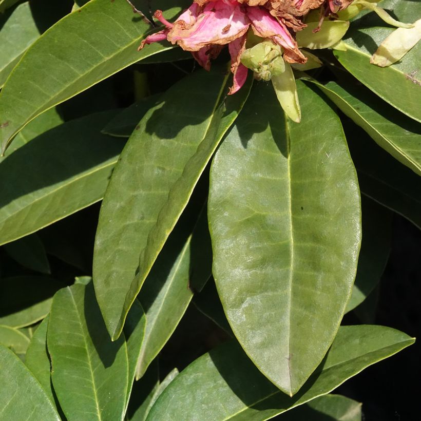 Rhododendron Easydendron Diderk Inkarho (Foliage)